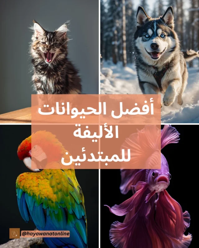 أفضل الحيوانات الأليفة للمبتدئين: دليل شامل اختيار حيوان أليف لأول مرة ليس قرارًا بسيطًا. فلكل حيوان احتياجاته الخاصة من طعام، ورعاية، وتنظيف، واهتمام. لذلك جهّزنا لك في HayawanatOnline دليلًا شاملًا يساعدك على اختيار الحيوان المناسب لك ولأسرتك، مع معرفة مميزات وعيوب كل خيار.لاختيار الحيوان المناسب